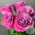 5 роз пионовидных 50 см. 5 роз пионовидных 50 см. в магазине Цветы Планеты