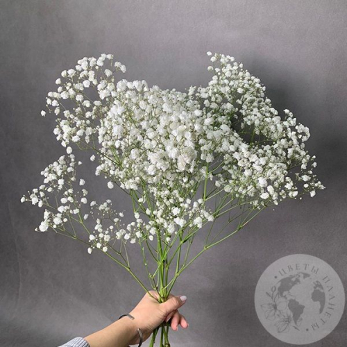 Гипсофила белая 5 шт. в магазине Цветы Планеты