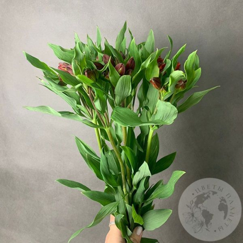 9 Альстромерий красных