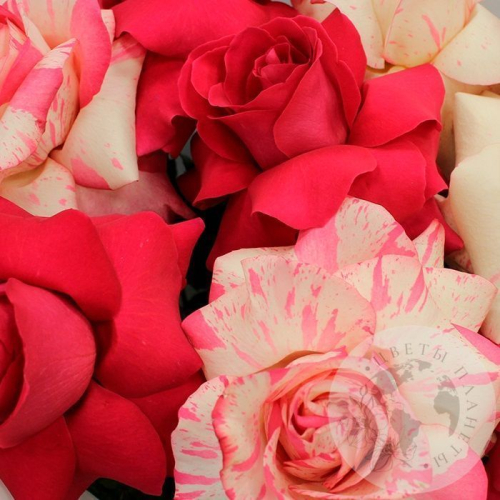 Букет из 9 французских роз в магазине Цветы Планеты