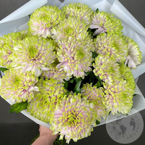 17 хризантем зеленых в магазине Цветы Планеты