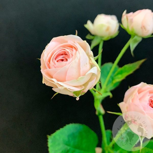 Кустовая пионовидная роза 50 см. в магазине Цветы Планеты