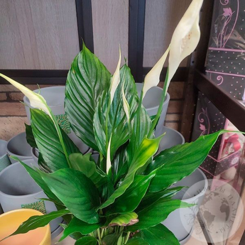 Спатифиллум комнатный в магазине Цветы Планеты