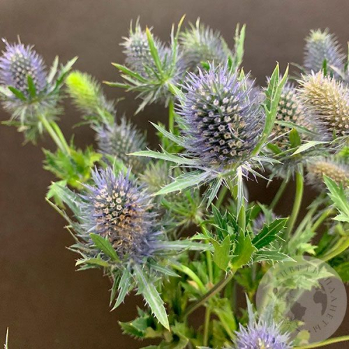 Эрингиум 5 шт. в магазине Цветы Планеты