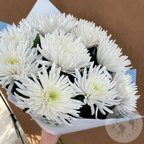 9 хризантем белых в магазине Цветы Планеты