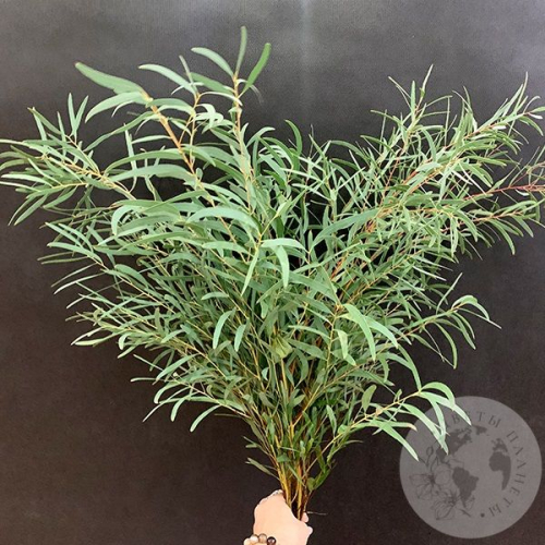 Эвкалипт синерия (пучок) в магазине Цветы Планеты