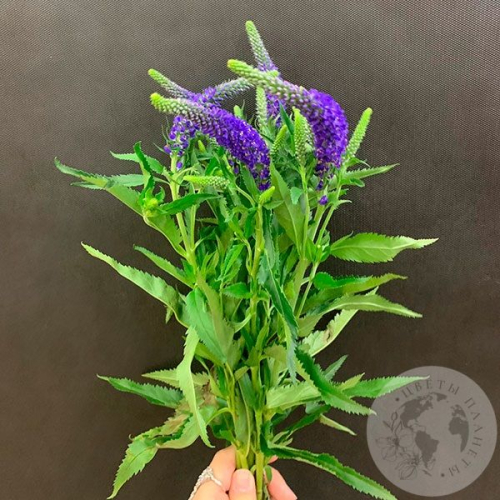 Вероника синяя 5 шт. в магазине Цветы Планеты