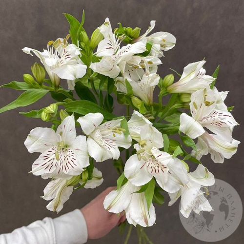5 Альстромерий белых