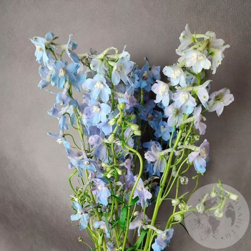 Дельфиниум 7 шт. в магазине Цветы Планеты