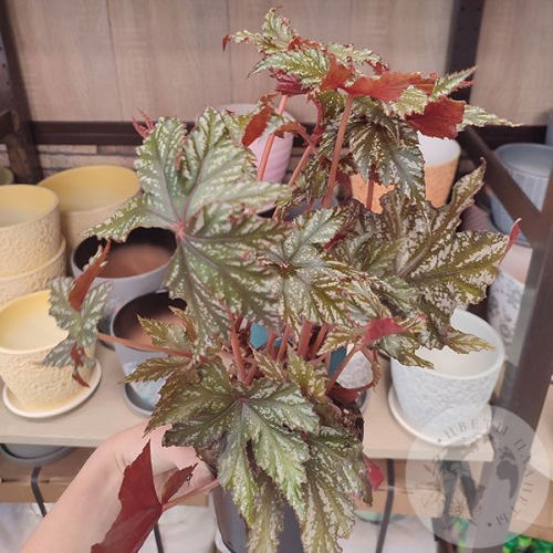 Бегония Грифон в магазине Цветы Планеты