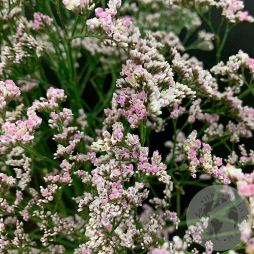 Лимониум розовый 11 шт. в магазине Цветы Планеты