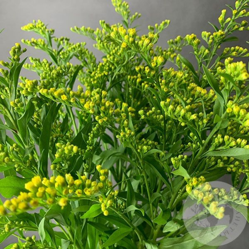 3 солидаго желтых в магазине Цветы Планеты