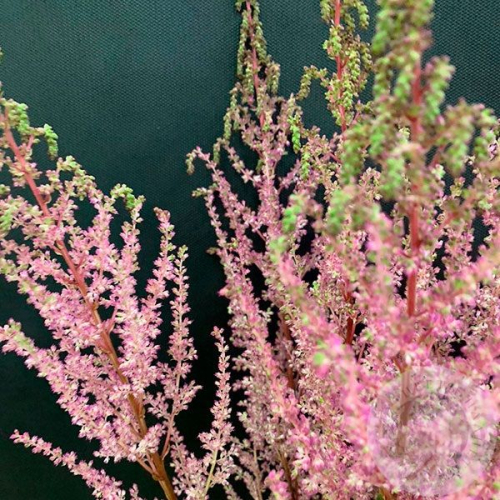 Астильба розовая 9 шт. в магазине Цветы Планеты