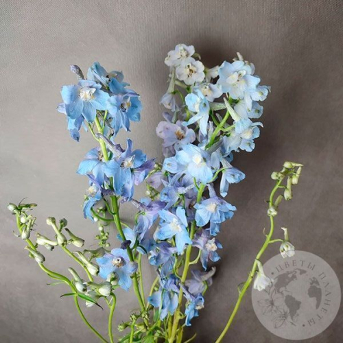 Дельфиниум 3 шт. в магазине Цветы Планеты