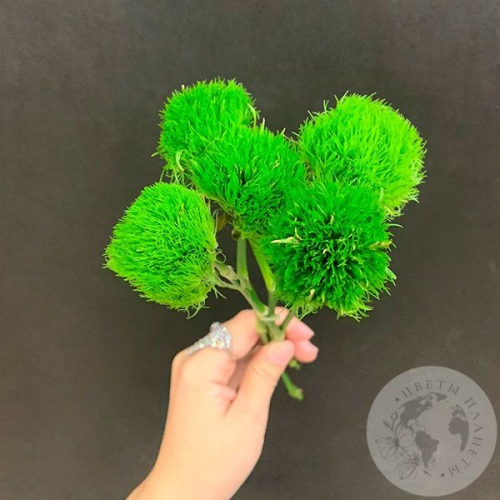 5 гвоздик Грин Трик в магазине Цветы Планеты