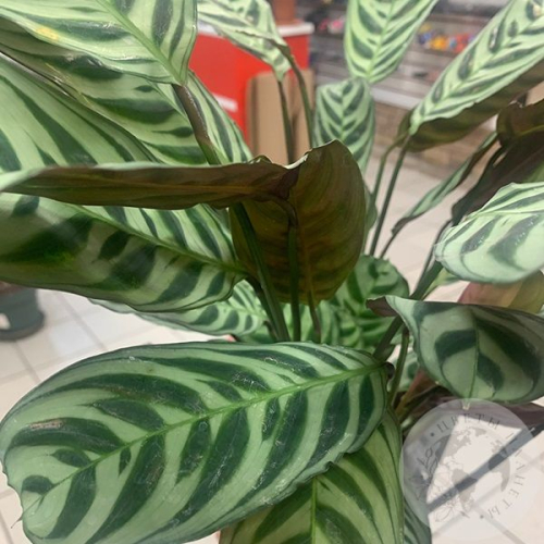 Калатея Макоя