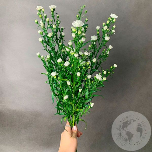 Астер белый 5 шт. в магазине Цветы Планеты