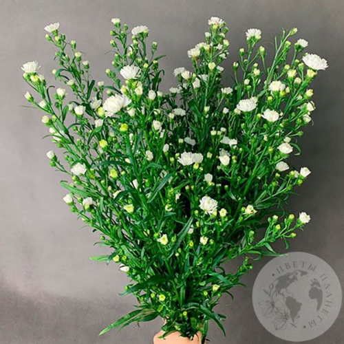 Астер белый 13 шт. в магазине Цветы Планеты