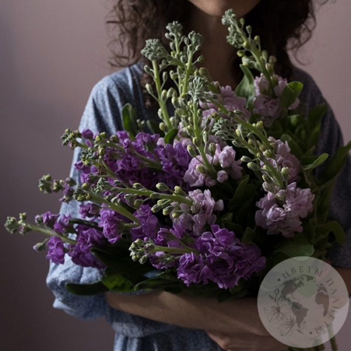 Маттиола микс 15 шт. в магазине Цветы Планеты