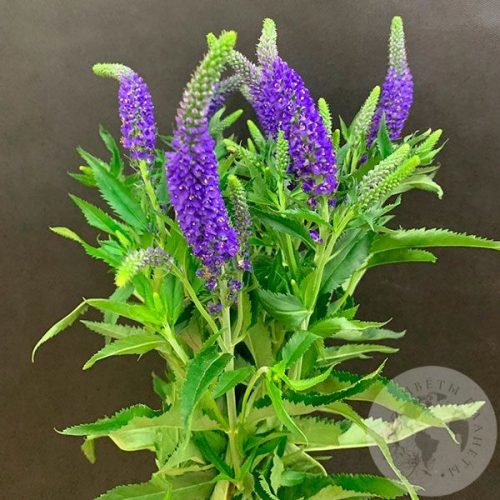 Вероника синяя 7 шт. в магазине Цветы Планеты