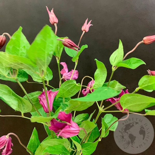 Клематис 5 шт. в магазине Цветы Планеты