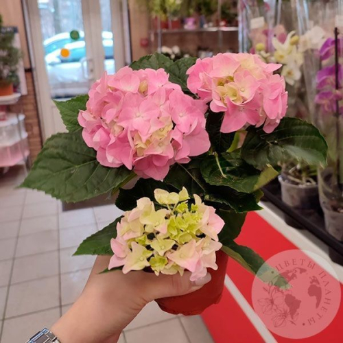 Гортензия домашняя в магазине Цветы Планеты