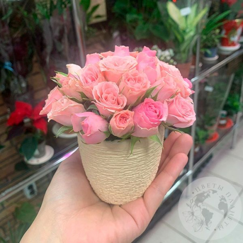 Композиция из роз в керамическом кашпо "Малышка" в магазине Цветы Планеты