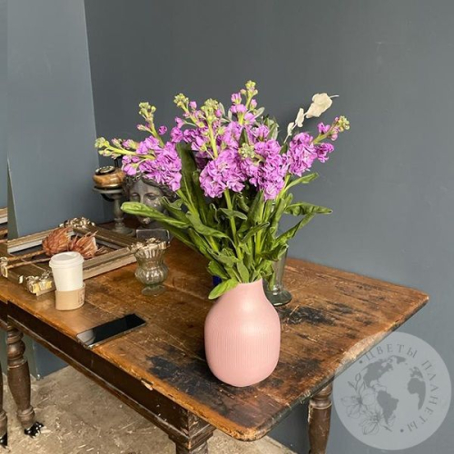 Маттиола розовая 9 шт. в магазине Цветы Планеты