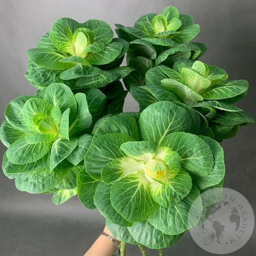 Брассика 5 шт. в магазине Цветы Планеты