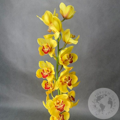 Орхидея Цимбидиум желтая
