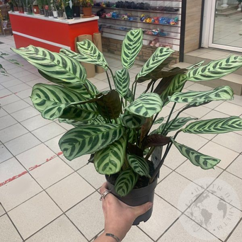 Калатея Макоя