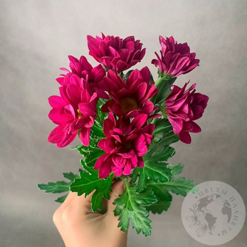 Хризантема кустовая фуксия