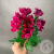 Хризантема кустовая фуксия в магазине Цветы Планеты Хризантема кустовая фуксия