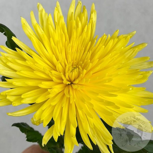 Хризантема желтая