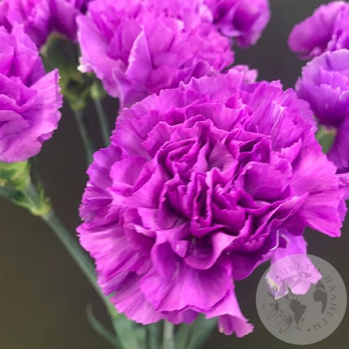 Лунная гвоздика 9 шт. в магазине Цветы Планеты