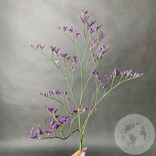 Лимониум в магазине Цветы Планеты