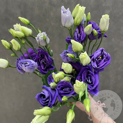 Эустома фиолетовая 3 шт.