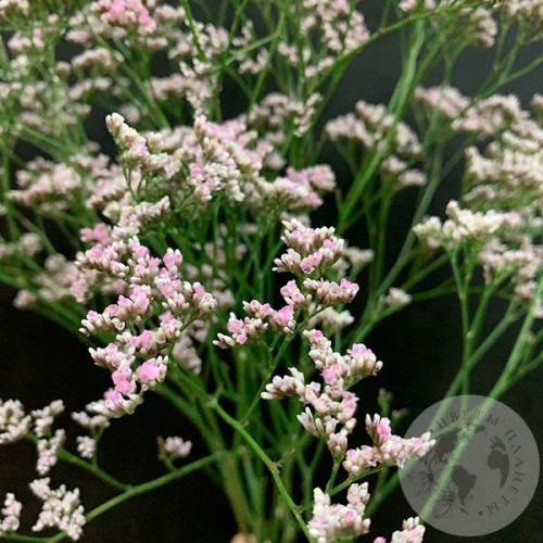 Лимониум розовый 7 шт. в магазине Цветы Планеты