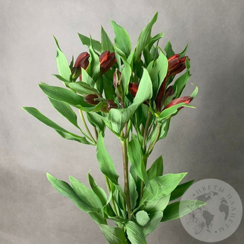 3 Альстромерии красной