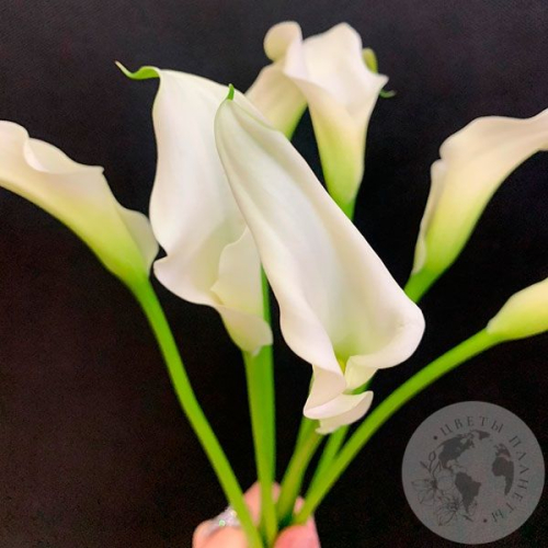 Каллы белые 7 шт.