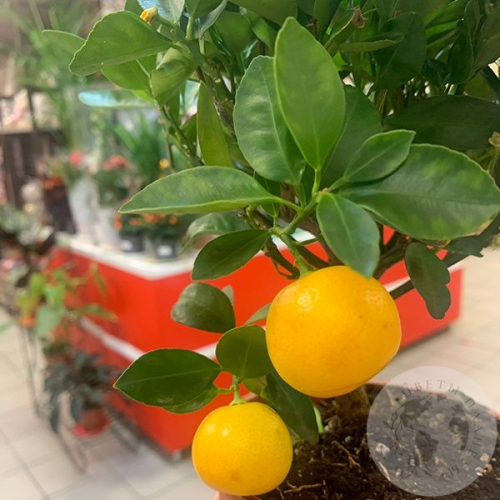 Каламондин