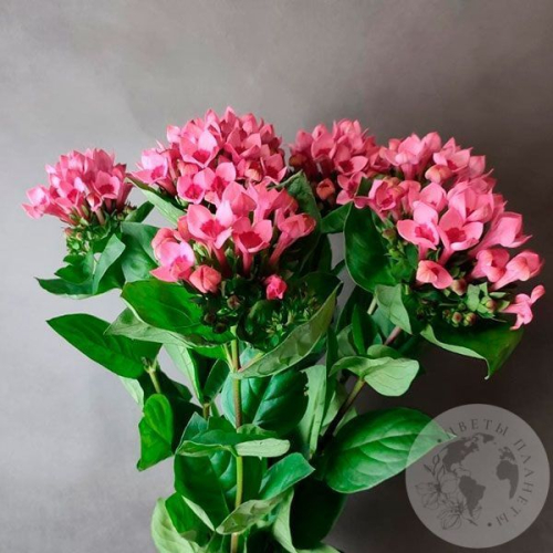 7 бувардий в магазине Цветы Планеты