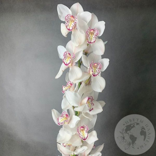 Орхидея Цимбидиум белая