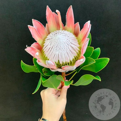 Протея в магазине Цветы Планеты