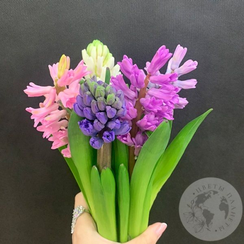 Гиацинт микс 5 шт. в магазине Цветы Планеты