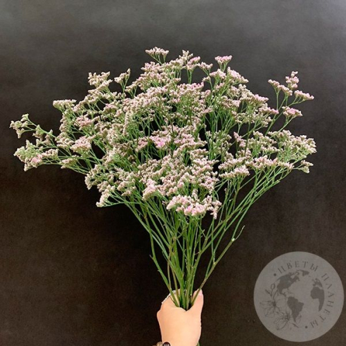 Лимониум розовый 9 шт. в магазине Цветы Планеты