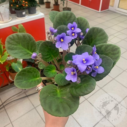 Фиалка в магазине Цветы Планеты