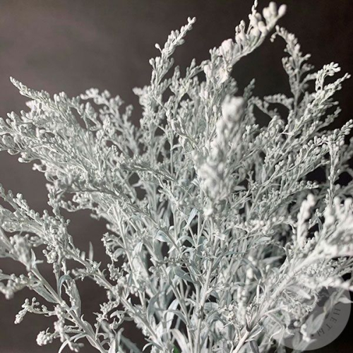 3 Солидаго белых в магазине Цветы Планеты