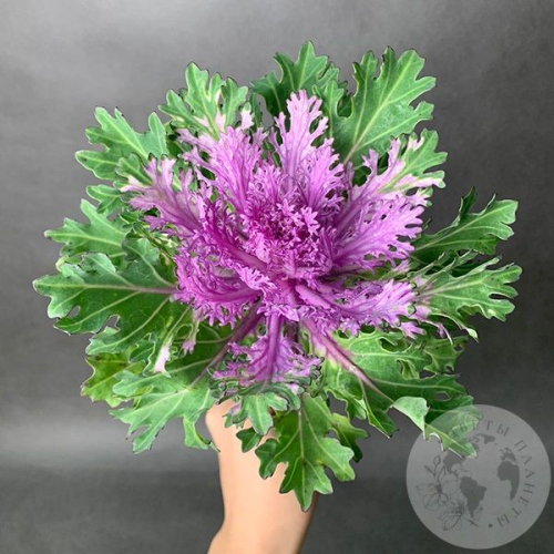 Брассика фиолетовая в магазине Цветы Планеты