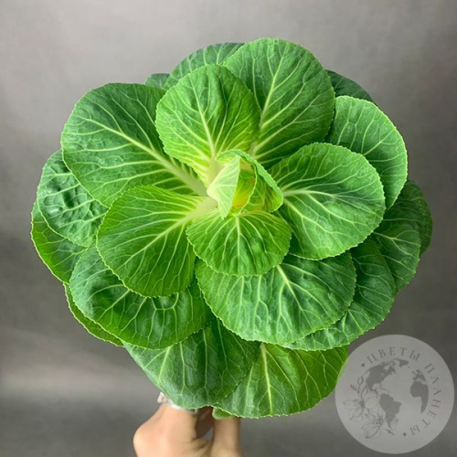 Брассика в магазине Цветы Планеты